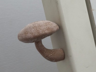 磁铁蘑菇