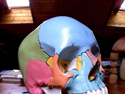 解剖颅骨
